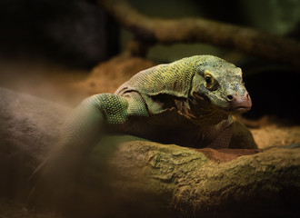 Komodo Dragon Relaxing On Tree