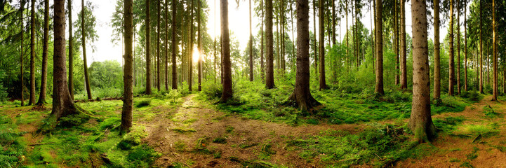 Lever du soleil dans une belle forêt en Allemagne