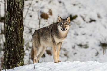 Gray wolf, Canis lupus, standing in a snowy winter forest.