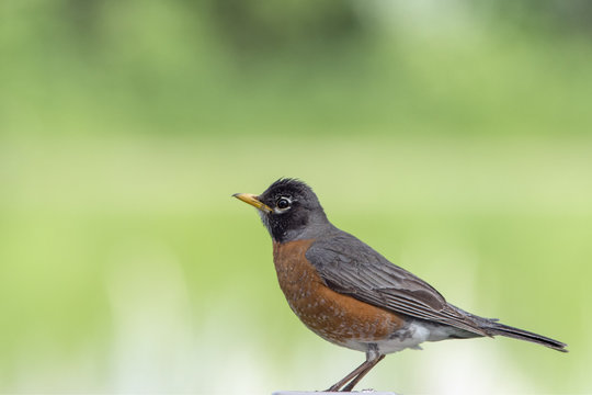 American Robin against a green background.