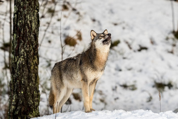 Gray wolf, Canis lupus, standing in a snowy winter forest, with the nose pointing up.