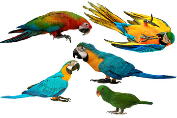 Colorful parrots isolated on white background.