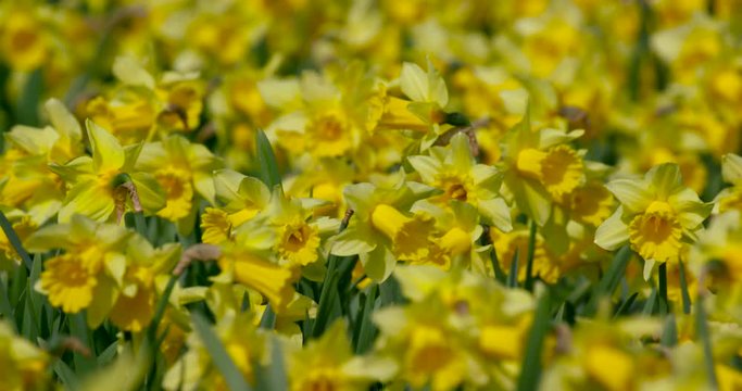 Large Group Of Daffodil'S; Spring Daffodils; Bainton, North Yorkshire