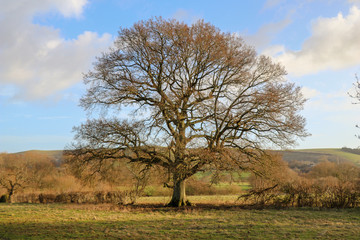 Tree in Countryside