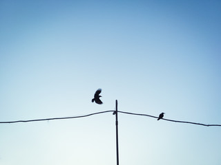 Silhouettes of bird flying in the sky 