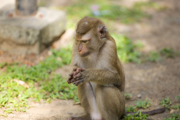 Monkeys of Monkey Hill 4 