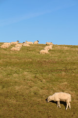 Fototapeta premium Sheep on Hill