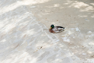 Wild ducks and geese in summer near the pond in the reserve. Ornithology.