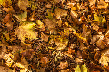 Autmn leaves creating texture on the ground
