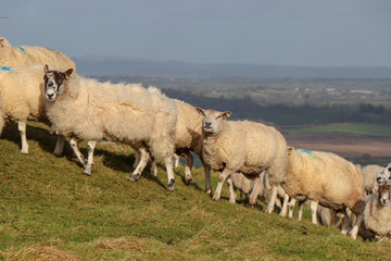 Fototapeta premium Herd of Sheep
