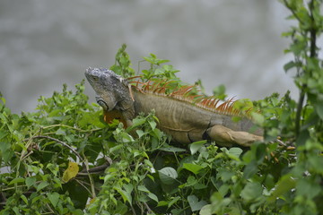 iguana