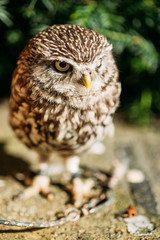 The small owl. Wild bird. Nature. Outdoor