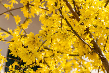 A Tree With Yellow Flowers