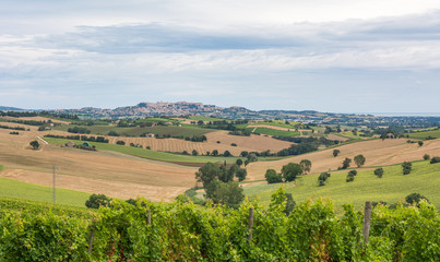 Fototapeta na wymiar rural summer landscape with sunflower fields, vineyards and olive fields near Porto Recanati in the Marche region, Italy