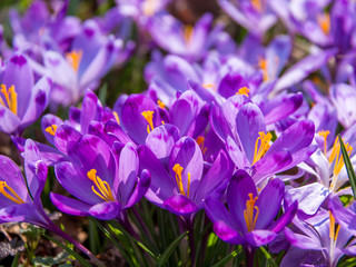 View of magic blooming spring flowers crocus growing in wildlife. Purple crocus growing from earth outside.