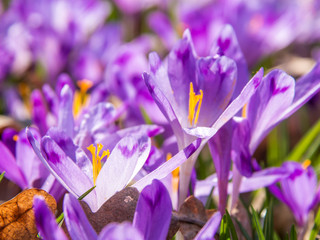 Close-up of purple crocus flowers