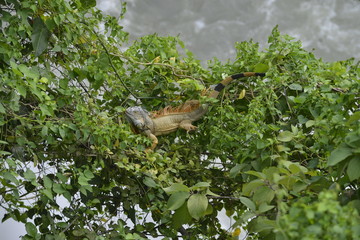 iguana