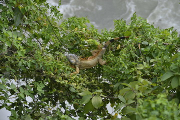 iguana