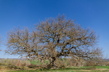 The Great Checche Oak In Val D' Orcia. Quercia delle Checche