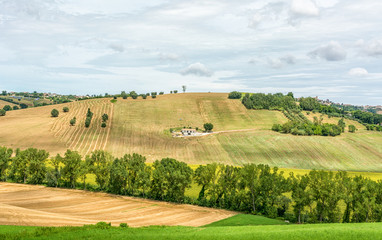 Fototapeta na wymiar rural summer landscape with sunflower fields and olive fields near Porto Recanati in the Marche region, Italy