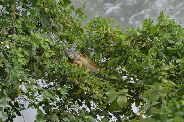 iguana