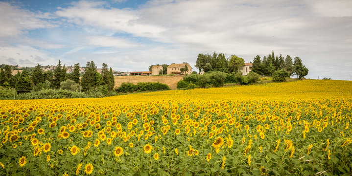 rural summer landscape with sunflower fields and olive fields near Porto Recanati in the Marche region, Italy