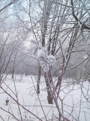 Snow and hoarfrost on the tree branches. Winter in the Park.
