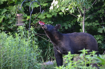 Naklejka premium Bears and Brdfeederd