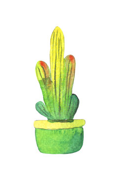 Watercolor hand painted green cactus in colorful pot