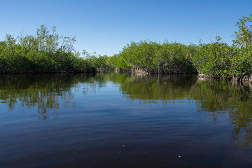 USA, Florida, Reflecting water and mangrove woods in everglades national park