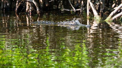 USA, Florida, Crocodile in reflecting water between mangrove forest in everglades