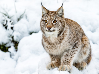 Eurasian Lynx, Lynx lynnx, sitting in the snow