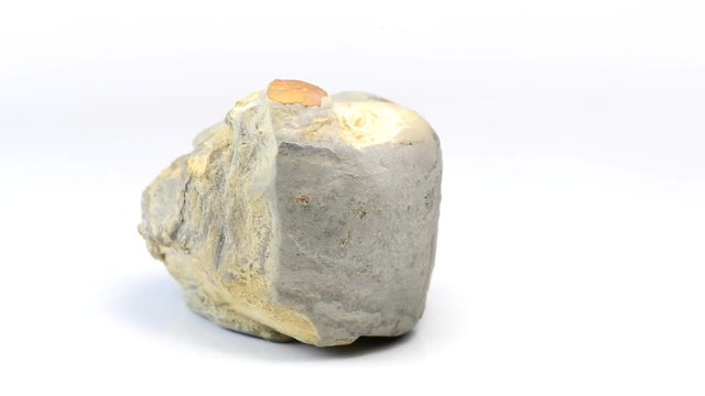 Knochen eines Dinosauriers