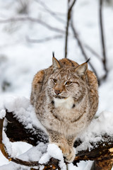 Eurasian Lynx, Lynx lynnx, lying on a tree in the snowy forest
