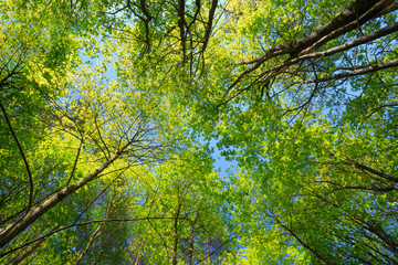 Fototapeta premium Sunny Canopy Of Tall Trees. Sunlight In Deciduous Forest, Summer