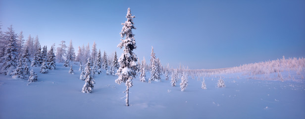 Single New Years fir tree in the snow winter forest  in blue tones panorama