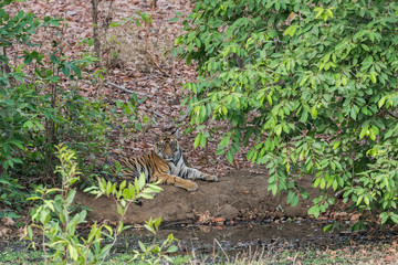 Naklejka na ściany i meble A tiger cub from Bandhavgarh National Park, India