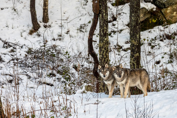 two beautiful grey wolves, Canis lupus, in a winter forest with snow