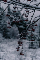 Frozen Berries