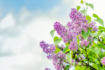spring blooming lilac blossom