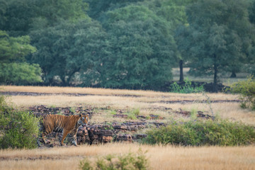 Obraz na płótnie Canvas A dominant male wild tiger from Ranthambore National Park, India