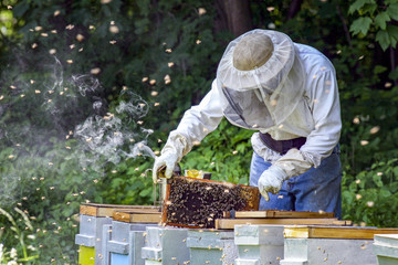 Apiculteur r&eacute;colte du miel