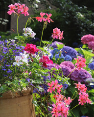 A beautiful pot full of summer bedding plants in full bloom, against a background of colorful hydrangeas.