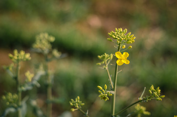 rapeseed flower