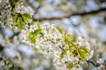 blossoming spring trees
