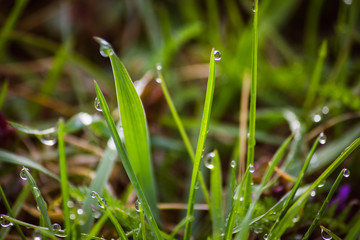 dew drops on fresh green grass in spring
