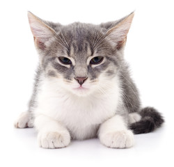 Kitten on white background.