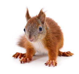 Eurasian red squirrel.