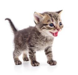 Obraz premium Kitten on white background.