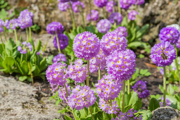 Spring flowers Primula denticulata